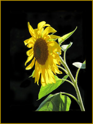 4-19-13_Sunflower_Gerri_G.jpg