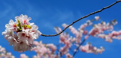 cherry blossom 3