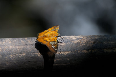 Butterfly or moth at Iguazu Falls
