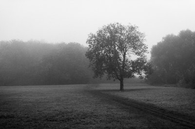 Brouillard d'automne.