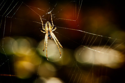 Miss Spider