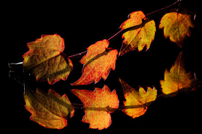 Branche d'automne.