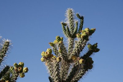 Desert Flora