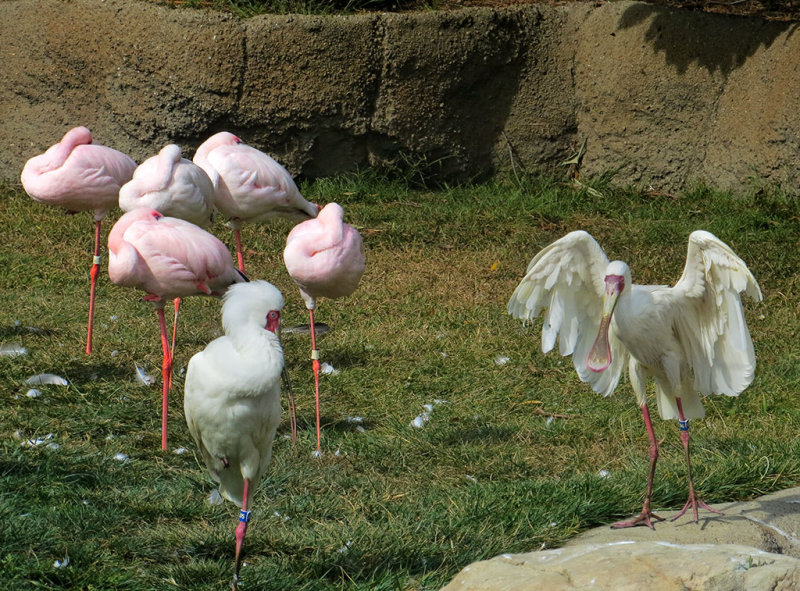 African Spoonbill, with, but separate from, the flamingos. #0774#0744