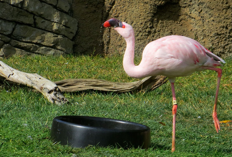 Pink Flamingo. 0778