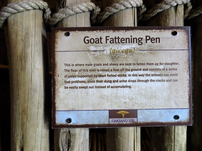 Goat fattening pen.  #0939