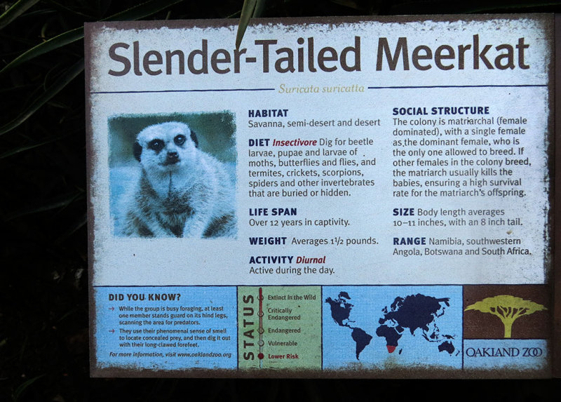 Meerkat info board.  Very interesting info!  #1009
