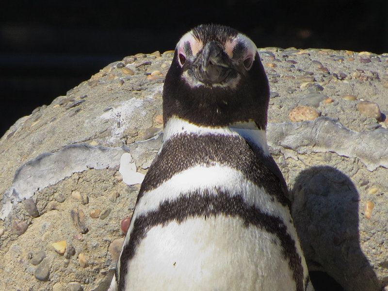 Portrait of imperial penguin. 500mm-equiv+digital zoom. 1216.