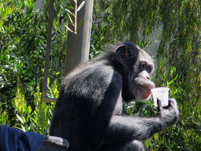 After lunch, saw that  the chimps are next door to Lemur Cafe. mImg_1696r.jpg