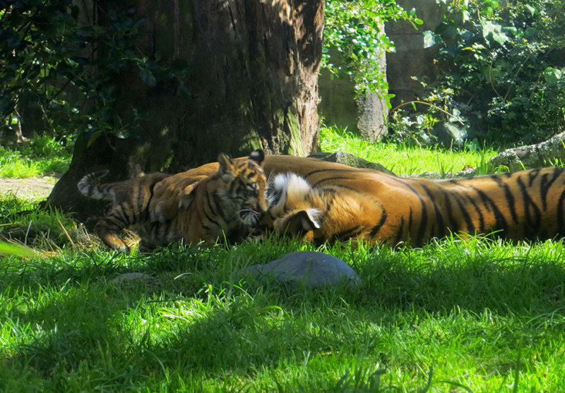 Mamas loving paw. mImg_1935r.jpg