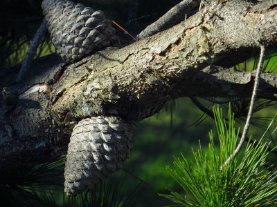 Pine tree.  Equiv 315mm zoom. Day 2, w/ default higher compression. 0131