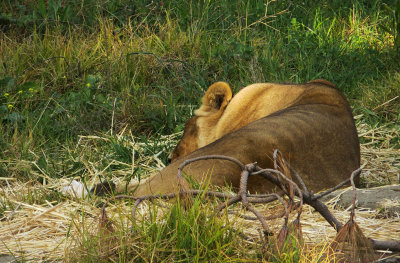 Back at lions area.  The female's still napping. #1022