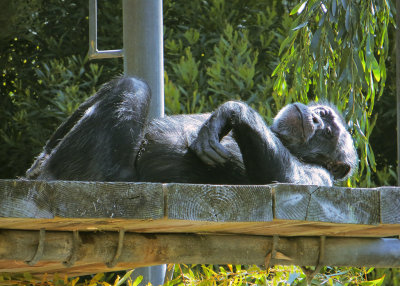 The chimps seldom left the upper areas and are quite far away.  1111