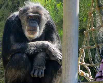 This was a second chimp, who just sat there on the side. watching the crowds. 1148.