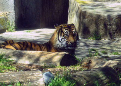 Tiger, tiger, burning bright... Larry, the cubs dad. 1158cr.
