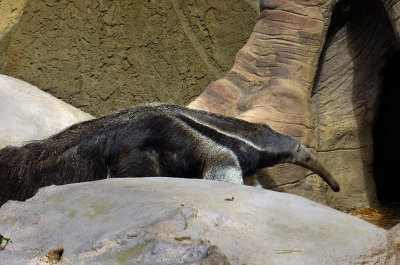 Anteater, VIDEO attached. 1189