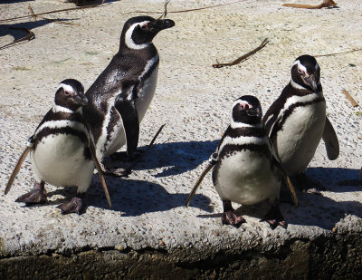 Penguins eager for their feeding. 1221.