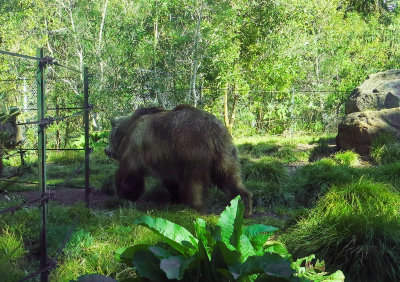Really big bear. No zoom.  25mm-equiv. 1232.