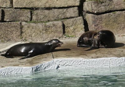 The zoo rescued two blind sea lions. 1270.