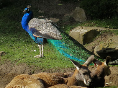 Peacock in kangaroo area. 1346n.