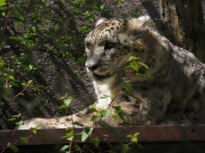 Snow leopard can be seen only through fencing (or pexiglass on the other side). mImg_1687.jpg