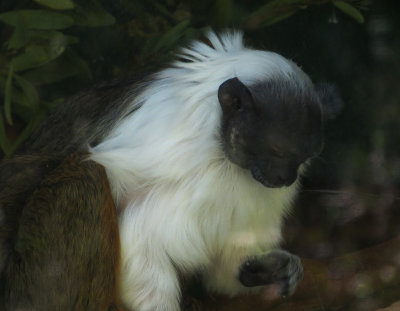Can't remember what this sad-appearing monkey (behind glass) is. mImg_1695.jpg