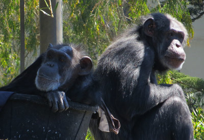 The zoo visitors can be pretty boring. mImg_1701.jpg