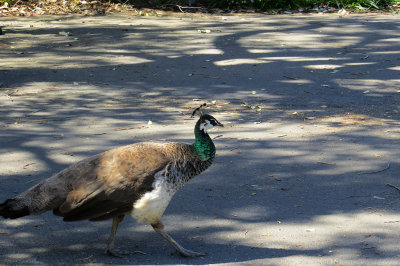 On walk to other window on the side. mImg_1874r.jpg