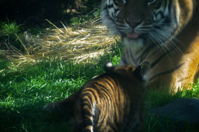 Cub's view of mama. mImg_1928r.jpg