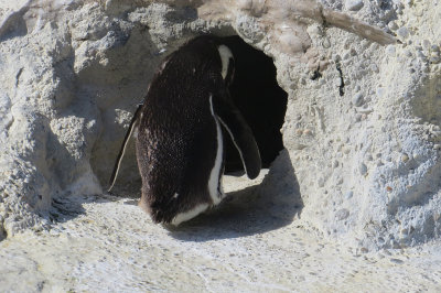 After seeing tiger cub 2-4pm, returned to penguin island.  mImg_1947r.jpg