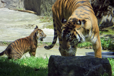 Tiger Cub, 9 wks old, at San Francisco Zoo #sftigercub