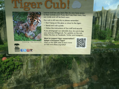 Tiger cub & Mom - and that plexiglass