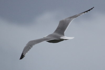 sea gull_3693