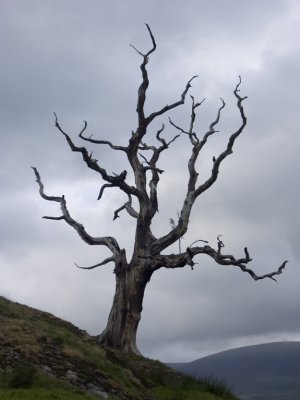 original Dead tree by Danbkk