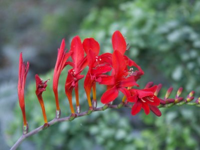 Crocosmia  by Pragmatic