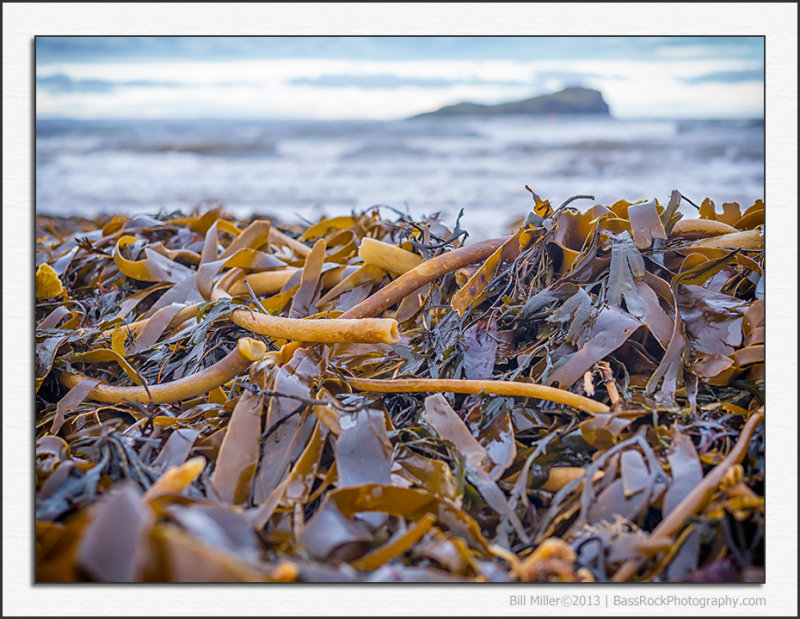 Kelp Mountain