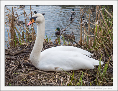Swanning About