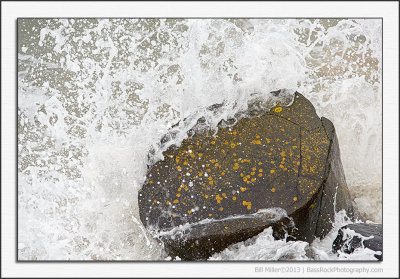 Wave, Rock and Lichen