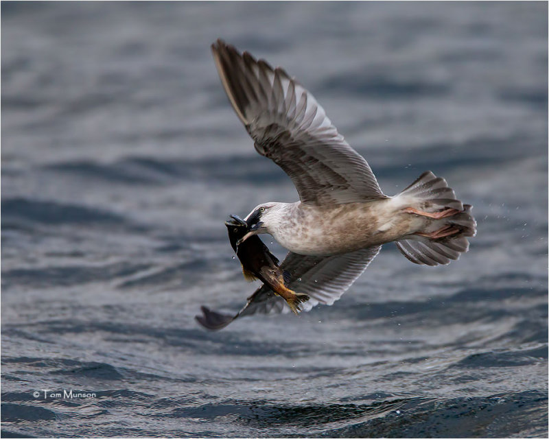  Herring Gull 