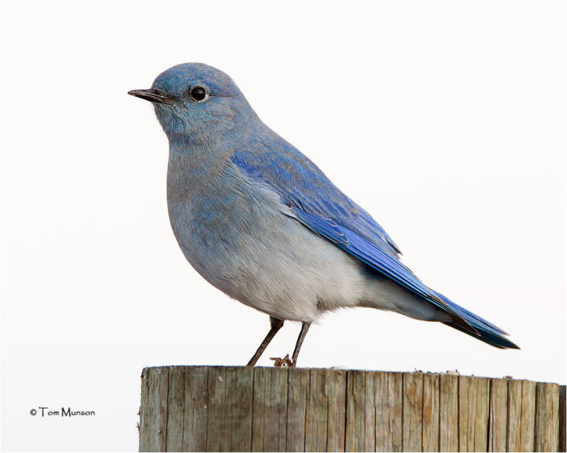  Mountain Bluebird 