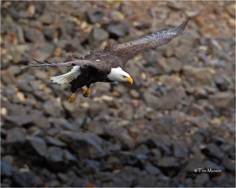  Bald Eagle 