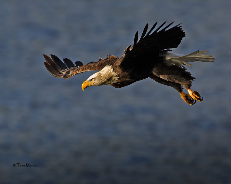  Bald Eagle 