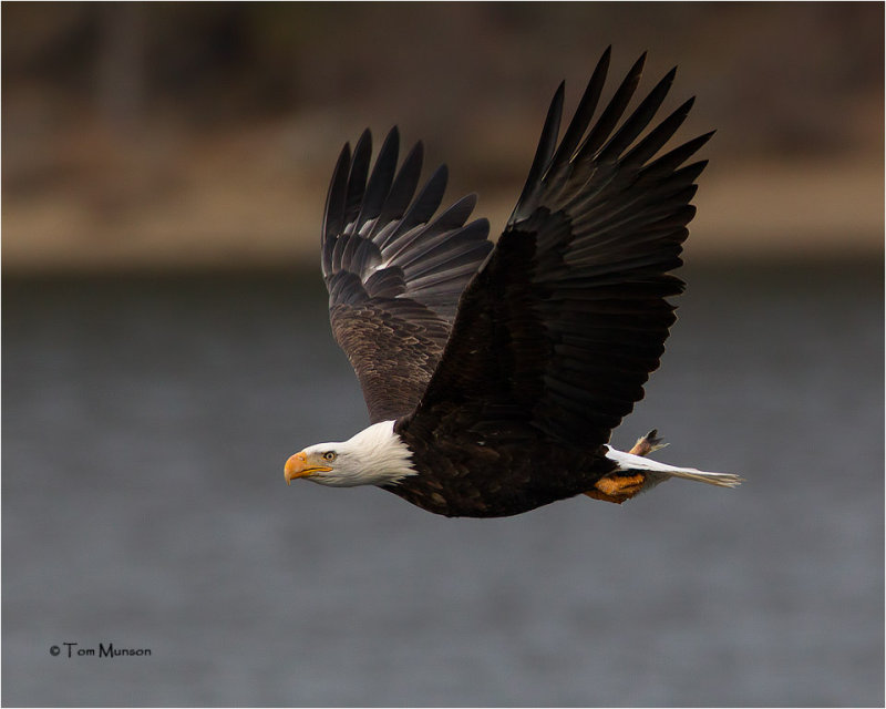  Bald Eagle 