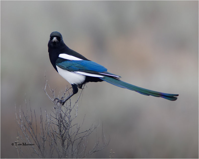 American Magpie