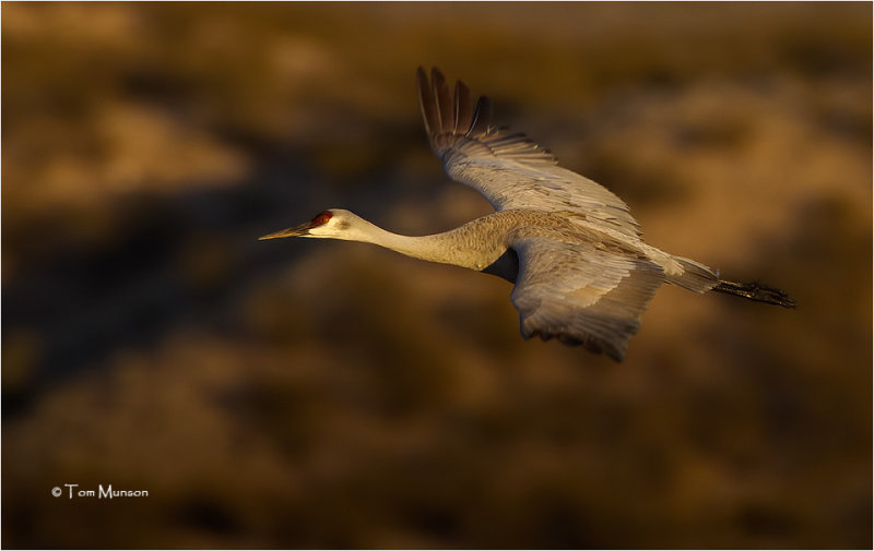 Sandhill Crane 