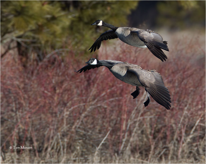  Canada Geese 