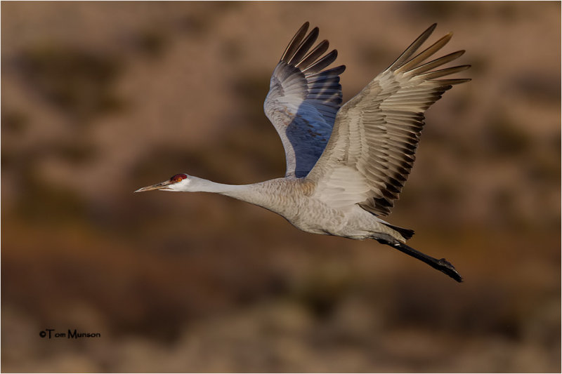 Sandhill Crane