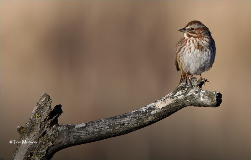  Song Sparrow 