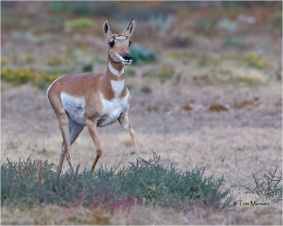  Pronghorn Antelope  [doe}