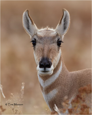   Pronghorn Antelope  (doe)